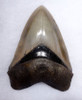 LARGE MEGALODON SHARK TOOTH 5.25 INCH COLLECTOR GRADE WITH STRONG CHATOYANCE *SH6-411