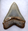 INVESTMENT GRADE MEGALODON SHARK TOOTH 5.5 INCH WITH PEARLY WARM BLUE GREEN ENAMEL *SH6-410
