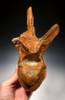 LARGE EDMONTOSAURUS HADROSAUR DINOSAUR LUMBAR VERTEBRA WITH EVIDENCE OF DISEASE *DBX013