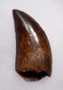 FINEST QUALITY 2.75 INCH CARCHARODONTOSAURUS FOSSIL TOOTH FROM THE LARGEST MEAT-EATING DINOSAUR *DT2-098