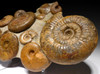 GIANT INTERIOR DESIGN GIANT FOSSIL OCEAN LIFE AMMONITE GROUP *AMX397