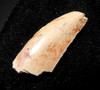 UNUSUAL WHITE DROMAEOSAUR " RAPTOR " DINOSAUR TOOTH *DT6-291