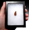 FINEST QUALITY LARGE DROMAEOSAUR " RAPTOR " FOSSIL DINOSAUR TOOTH *DT6-287