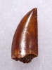 FINEST QUALITY LARGE DROMAEOSAUR " RAPTOR " FOSSIL DINOSAUR TOOTH *DT6-287