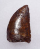 BEAUTIFUL 1.45 INCH UNBROKEN CARCHARODONTOSAURUS FOSSIL DINOSAUR TOOTH *DT2-100