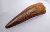 EXTREMELY RARE UNBROKEN 4.25 INCH SPINOSAURUS FOSSIL TOOTH WITH A SHARP TIP FROM A HUGE DINOSAUR *DT5-321