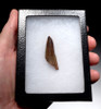 UNBROKEN SPINOSAURUS DINOSAUR TOOTH FOSSIL *DT5-326