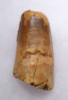 WHOPPER SPINOSAURUS FOSSIL TOOTH WITH HEAVY FEEDING WEAR FROM A HUGE DINOSAUR  *DT5-339