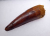 UNBROKEN NEARLY 4 INCH SPINOSAURUS FOSSIL TOOTH FROM A HUGE DINOSAUR *DT5-329