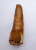 2.75 INCH SPINOSAURUS DINOSAUR FOSSIL TOOTH *DT5-327