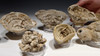 MUSEUM-CLASS COLLECTION OF 16 FARINGDON FOSSIL CRETACEOUS SEA SPONGES FULLY CLEANED *SP9