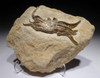 RARE COMPLETE MIOCENE CRAB FOSSIL FROM THE BOSA BEDS OF ITALY *CRUX041