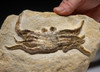 RARE COMPLETE MIOCENE CRAB FOSSIL FROM THE BOSA BEDS OF ITALY *CRUX041