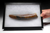 NATURAL WOOLLY MAMMOTH TUSK FOSSIL