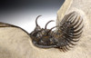 SUPREME RARE VARIANT LONG-SPINED WALLISEROPS TRIDENT COMURA TRILOBITE WITH ORIGINAL SPINES *TRX378