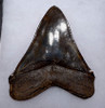 FINEST COLLECTOR GRADE COPPER RED BROWN 5.25 INCH MEGALODON SHARK TOOTH WITH STRONG CHATOYANCE *SH6-404