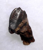 OUR LARGEST EVER GIANT TRICERATOPS DINOSAUR TOOTH WITH HUGE CROWN AND PARTIAL ROOT *DT19-041