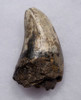 OUR LARGEST AND FINEST FOSSIL TOOTH FROM A JAVA MAN KILLER PREHISTORIC CROCODILE OF THE FAMOUS HOMO ERECTUS DEPOSITS OF SOLO RIVER INDONESIA *CROC049