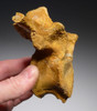 RARE SPINOSAURUS LOWER THORACIC FOSSIL VERTEBRA OF A JUVENILE DINOSAUR *DBX032