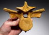 RARE SPINOSAURUS LOWER THORACIC FOSSIL VERTEBRA OF A JUVENILE DINOSAUR *DBX032