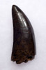 ULTRA RARE 3.65 INCH LARGE INVESTMENT GRADE TYRANNOSAURUS REX TOOTH FROM A MAXIMUM SIZE T REX *DTX1802