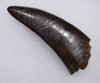 ULTRA RARE 3.65 INCH LARGE INVESTMENT GRADE TYRANNOSAURUS REX TOOTH FROM A MAXIMUM SIZE T REX *DTX1802