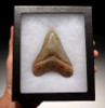 FINEST GRADE 3.5 INCH GOLD AND RED MEGALODON SHARK TOOTH WITH STUNNING MOTTLED PATTERNS *SH6-342