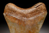 FINEST GRADE 3.5 INCH GOLD AND RED MEGALODON SHARK TOOTH WITH STUNNING MOTTLED PATTERNS *SH6-342