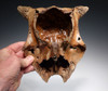 RARE BABY PLEISTOCENE LATE AUROCHS PARTIAL SKULL FOSSIL FROM EUROPE *LMXS03