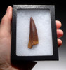 2.5 INCH SPINOSAURUS DINOSAUR FOSSIL TOOTH WITH SHARP TIP *DT5-403