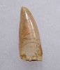 LARGE RARE WHITE DROMAEOSAUR " RAPTOR " DINOSAUR TOOTH FROM THE FRONT OF THE JAW *DT6-309
