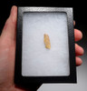 LARGE WHITE DROMAEOSAUR " RAPTOR " DINOSAUR TOOTH WITH NATURAL FEEDING WEAR *DT6-310