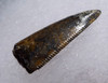 DARK MOTTLED DROMAEOSAUR " RAPTOR " DINOSAUR TOOTH FOSSIL *DT6-306