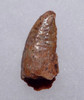 LARGE DROMAEOSAUR " RAPTOR " DINOSAUR TOOTH *DT6-303