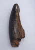 THICK GIANT BEAVER TUSK FOSSIL INCISOR WITH EXTENSIVE WEAR *LMX195