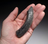 LARGE FAT UNBROKEN GIANT BEAVER FOSSIL TUSK INCISOR *LMX197