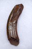 FINEST UNBROKEN GIANT BEAVER FOSSIL UPPER TUSK INCISOR WITH STUNNING COLOR *LMX198