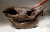 WOOLLY RHINOCEROS RHINO FOSSIL SKULL