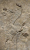 EXTRA LARGE MUSEUM-CLASS TRIASSIC SEA LILY FOSSIL FROM GERMANY WITH TEN CRINOIDS *CRI043