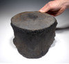 RARE GIANT INTACT FOSSIL SPERM WHALE VERTEBRA  WITH MEGALODON SHARK BITE FROM THE MIOCENE / PLIOCENE *WH035