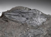 COAL FOSSILS