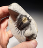 STUNNING BI-COLORED SPINY PSYCHOPYGE TRILOBITE WITH COMPLETE FREE-STANDING SPINES *TRX444