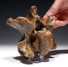 AUROCHS ICE AGE FOSSIL VERTEBRA