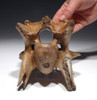 LATE AUROCHS ICE AGE FOSSIL CERVICAL NECK VERTEBRA *LMX208