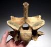 LATE AUROCHS ICE AGE FOSSIL CERVICAL NECK VERTEBRA *LMX209