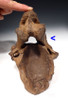 SCIENTIFICALLY PUBLISHED WOOLLY RHINOCEROS RHINO TWO FUSED NECK VERTEBRAE WITH SEVERE PATHOLOGICAL DEFORMITY *LMX110