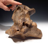 SCIENTIFICALLY PUBLISHED WOOLLY RHINOCEROS RHINO TWO FUSED NECK VERTEBRAE WITH SEVERE PATHOLOGICAL DEFORMITY *LMX110