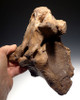 SCIENTIFICALLY PUBLISHED WOOLLY RHINOCEROS RHINO TWO FUSED NECK VERTEBRAE WITH SEVERE PATHOLOGICAL DEFORMITY *LMX110