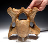 LARGE SUPERB WOOLLY RHINOCEROS FOSSIL RHINO CERVICAL NECK VERTEBRAE *LMX205