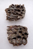 SUPERCROC DERMAL ARMOR SCUTE FOSSILS FROM A LARGE SARCOSUCHUS IMPERATOR CROCODILE OF THE DINOSAUR ERA *CROC074